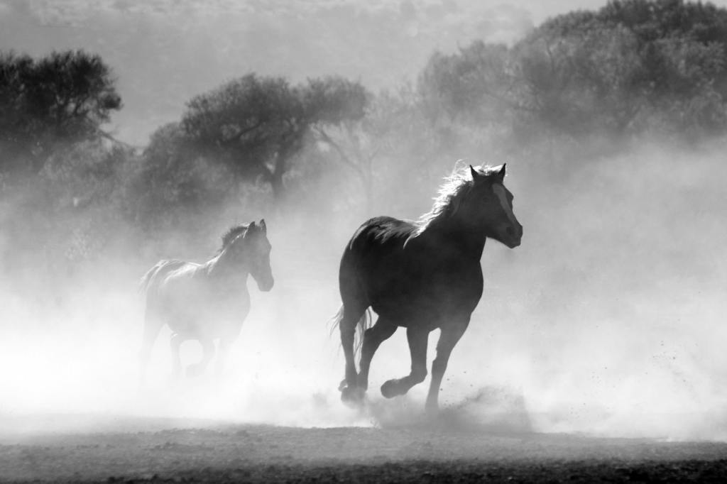 THE COURAGEOUS HEART